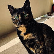 Zara a rejoint le concours — aidez-le/la à gagner de superbes lots ! cat, tortoiseshell, green_eyes, sitting, floor, tile, sunlight, shadow, wall, beige, outdoor, pet, animal, feline, whiskers, curious, portrait, closeup, natural_light, background