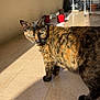 cat, tortoiseshell_cat, pet, animal, feline, balcony, sunlight, shadow, tile_floor, wall, potted_plant, household_items, outdoor, daylight, fur, whiskers, ears, green_eyes, looking_away, standing