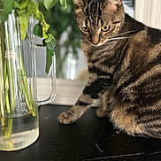 Sun a rejoint le concours — aidez-le/la à gagner de superbes lots ! abyssinian, animal, cat, flower, flowerarrangement, hardwood, herbal, herbs, jar, kitten, manx, pet, plant, planter, pottedplant, pottery, vase, window, windowsill, wood