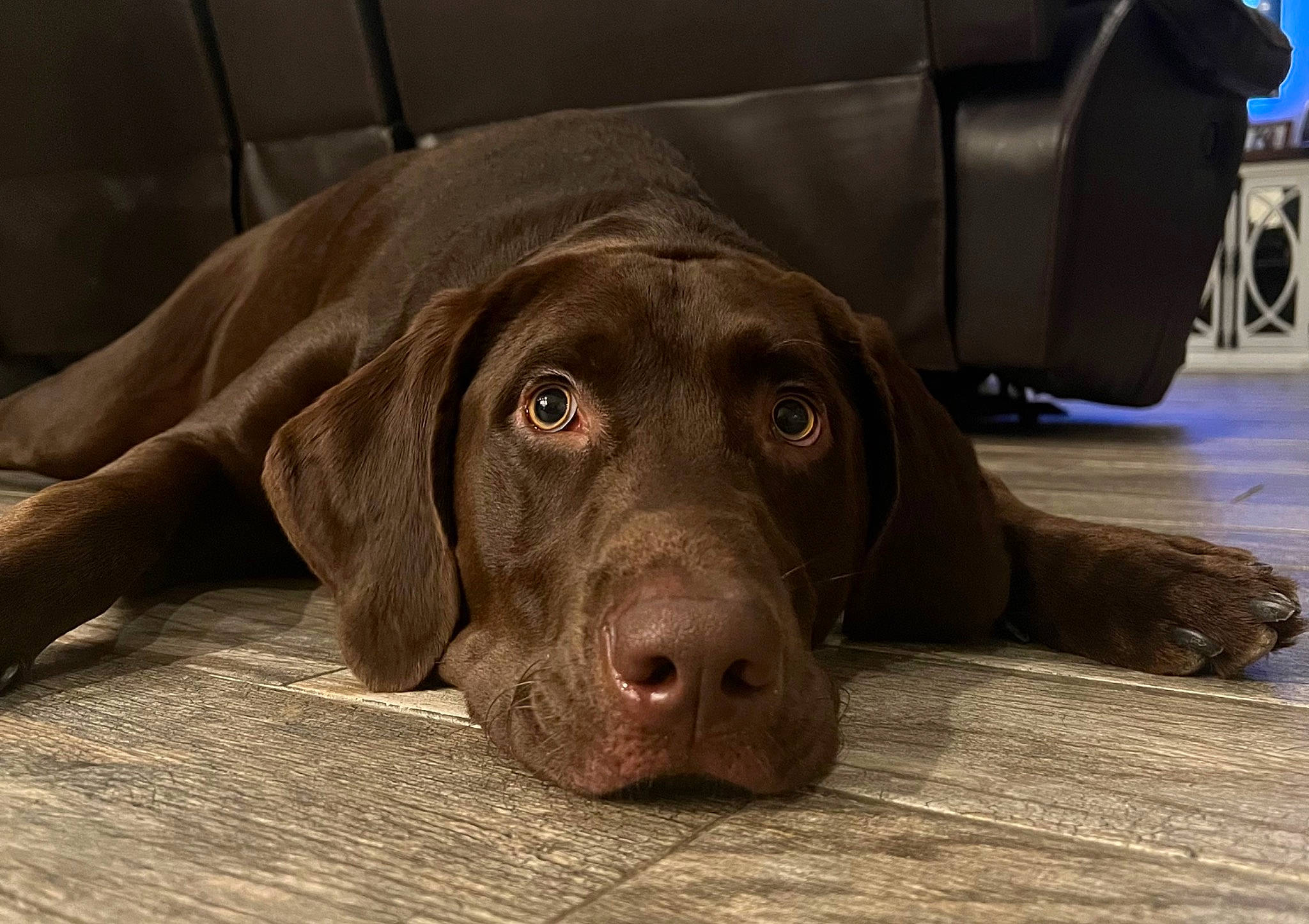 Jaxx joined the competition — help win amazing prizes! canidae, carnivore, companion_dog, dog, dog_breed, fawn, flooring, fur, gun_dog, hardwood, hunting_dog, liver, non_sporting_group, terrestrial_animal, whiskers, wood, working_animal