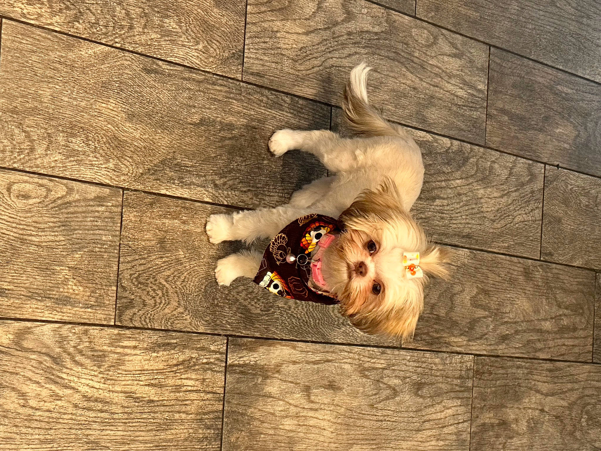 Bella Rose is registered to the contest to win money with this photo: carnivore, companion_dog, dog, dog_breed, dog_collar, dog_supply, fawn, floor, flooring, fur, hardwood, leash, paw, shadow, sunglasses, tail, terrier, tints_and_shades, toy_dog, wood
