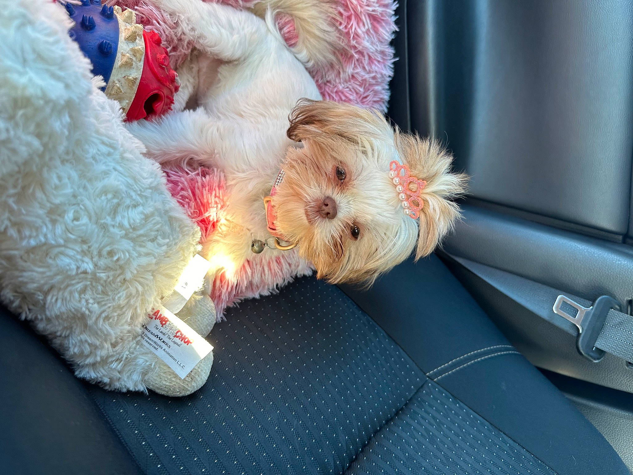 Bella Rose joined the competition — help win amazing prizes! car_seat, carnivore, companion_dog, dog, dog_breed, dog_clothes, dog_supply, fawn, fur, paw, plush, seat_belt, snout, stuffed_toy, tail, terrier, toy, toy_dog, vehicle_door, windshield