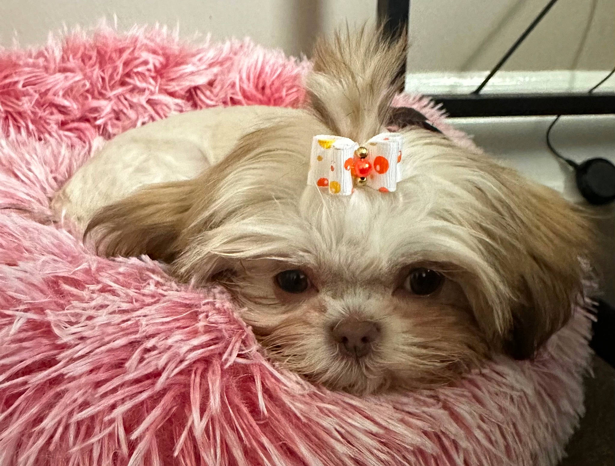 Bella Rose is registered to the contest to win money with this photo: canidae, carnivore, comfort, companion_dog, dog, dog_breed, dog_supply, fawn, fur, liver, maltepoo, pet_supply, puppy_love, shih_tzu, small_terrier, snout, sporting_group, terrier, toy_dog, working_animal