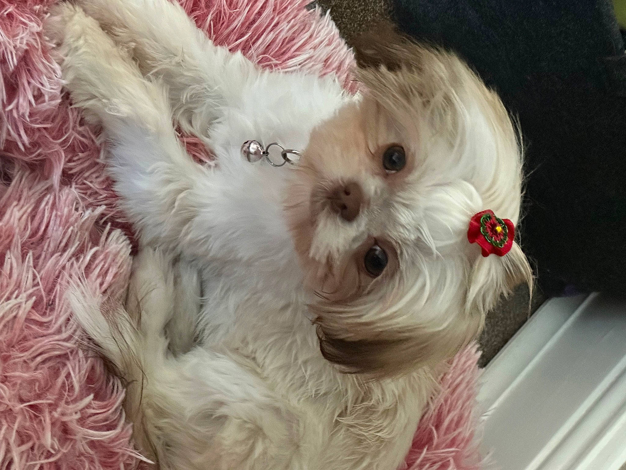 Bella Rose is registered to the contest to win money with this photo: canidae, carnivore, companion_dog, dog, dog_breed, dog_collar, dog_supply, fashion_accessory, fawn, fur, petal, plant, puppy_love, small_terrier, snout, sporting_group, sunglasses, terrier, toy_dog, whiskers