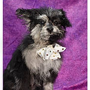 Cookies Trix joined the competition — help win amazing prizes! adorable, animal, black, bow, cute, decorative_accessory, dog, fluffy, furry, indoor, pet, polka_dot, portrait, puppy, purple_background, scruffy, sitting, small_dog, studio, white