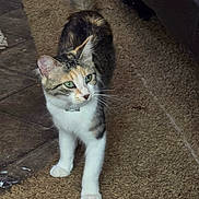 Jel is registered to the contest to win money with this photo: cat, green_eyes, fur, walking, carpet, indoor, tile_floor, curious, pet, animal, whiskers, tabby, domestic_cat, four_legs, collar, ears, tail, mammal, feline, household