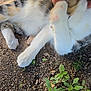 cat, paw, fur, ground, dirt, plant, leaf, hand, outdoor, animal, pet, white_fur, tabby, close_up, nature, playful, blurred_face, texture, small_plant, wildlife