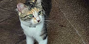 Jeb joined the competition — help win amazing prizes! cat, green_eyes, fur, walking, carpet, indoor, tile_floor, curious, pet, animal, whiskers, tabby, domestic_cat, four_legs, collar, ears, tail, mammal, feline, household