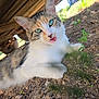 Jeb is registered to the contest to win money with this photo: cat, calico, green_eyes, tongue_out, outdoor, dirt, plants, wooden_structure, fur, whiskers, close_up, pet, animal, cute, nature, relaxed, lying_down, sunlight, curious, playful