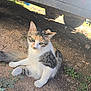 Jeb is registered to the contest to win money with this photo: cat, calico_cat, animal, outdoor, ground, dirt, vehicle, wheel, green_eyes, fur, pet, sitting, curious, nature, sunlight, shadow, whiskers, ears, tail, closeup