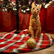 Lumi is registered to the contest to win money with this photo: cat, orange_cat, christmas_tree, tree_skirt, holiday, ornament, plaid, red, green, lights, festive, indoor, floor, pet, curious, sitting, decorations, cozy, blurred_background, warm_lighting