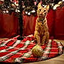 cat, orange_cat, christmas_tree, tree_skirt, holiday, ornament, plaid, red, green, lights, festive, indoor, floor, pet, curious, sitting, decorations, cozy, blurred_background, warm_lighting