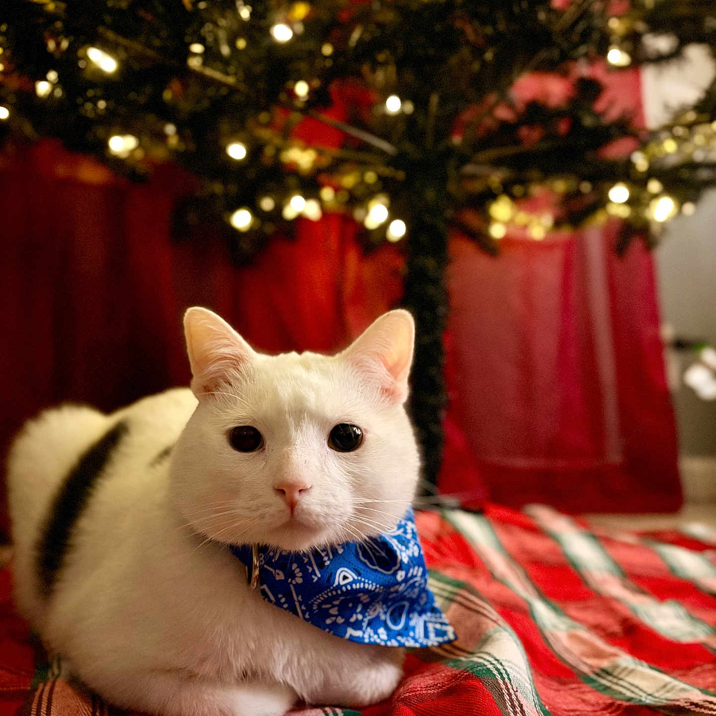 Lumi is registered to the contest to win money with this photo: animal, background, black_patch, blue_bandana, cat, christmas_tree, cozy, cute, decorations, ears, festive, fur, holiday_lights, indoor, pet, plaid_blanket, relaxed, soft_lighting, whiskers, white_cat