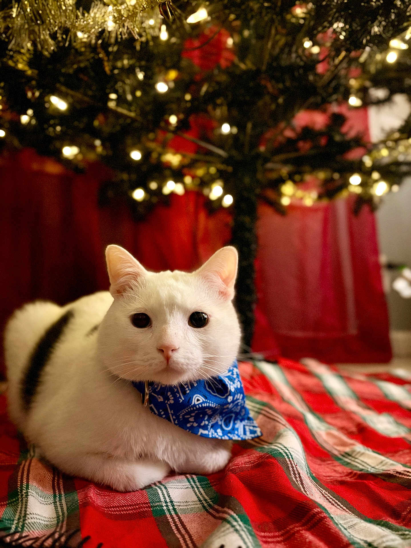 Lumi is registered to the contest to win money with this photo: cat, white_cat, blue_bandana, plaid_blanket, christmas_tree, holiday_lights, indoor, pet, festive, decorations, animal, cute, cozy, relaxed, fur, whiskers, ears, black_patch, background, soft_lighting