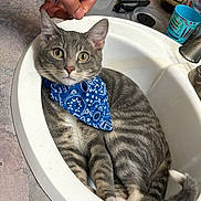 Dusty Bun joined the competition — help win amazing prizes! cat, tabby_cat, blue_bandana, sink, bathroom, hand, tattoo, curious, gray_cat, domestic_cat, pet, relaxed, indoor, feline, cute, animal, whiskers, ears, paw, fur