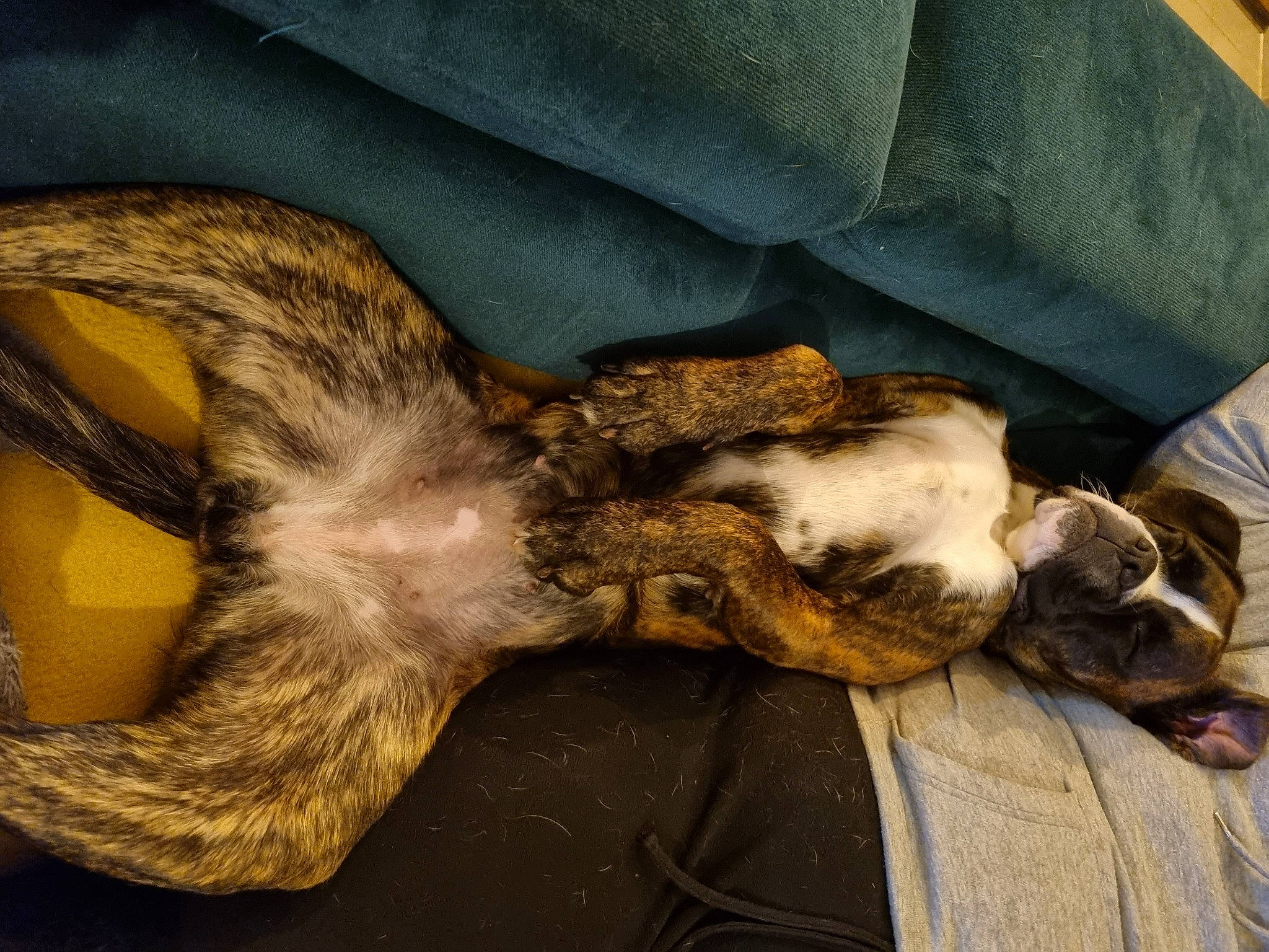 Toska participe au concours pour gagner de l'argent avec cette photo : canidae, carnivore, cat, claw, comfort, companion_dog, dog_breed, domestic_short_haired_cat, fawn, felidae, fur, human_leg, mammal, paw, small_to_medium_sized_cats, snout, sporting_group, tail, whiskers, wood