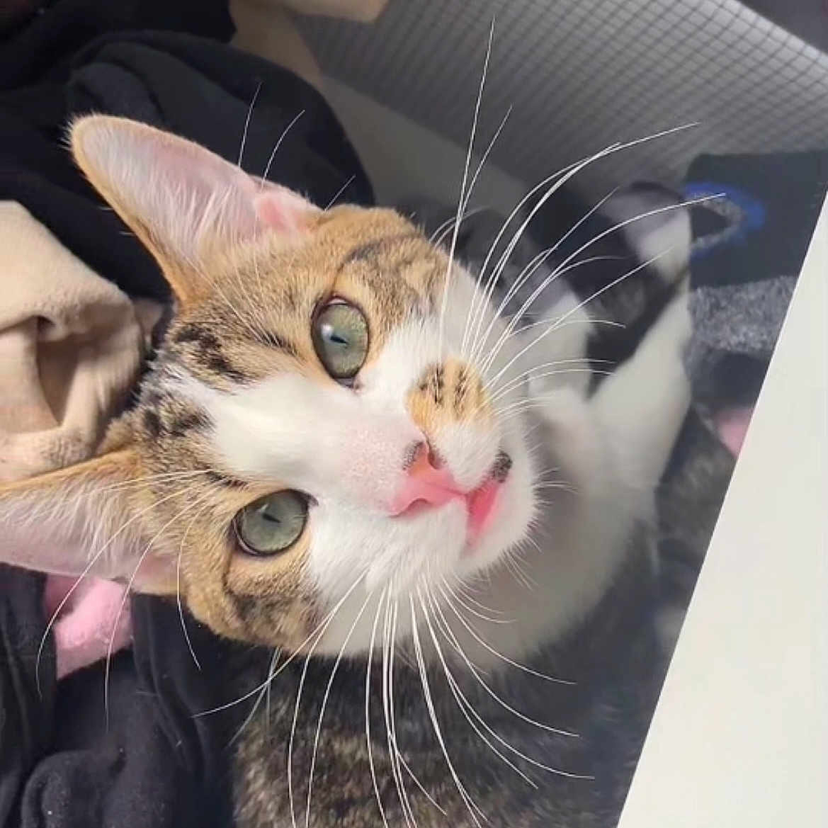 Milo a rejoint le concours — aidez-le/la à gagner de superbes lots ! carnivore, cat, claw, comfort, domestic_short_haired_cat, ear, eyelash, fang, felidae, fur, jaw, nose, paw, photo_caption, selfie, small_to_medium_sized_cats, snout, tail, whiskers, window