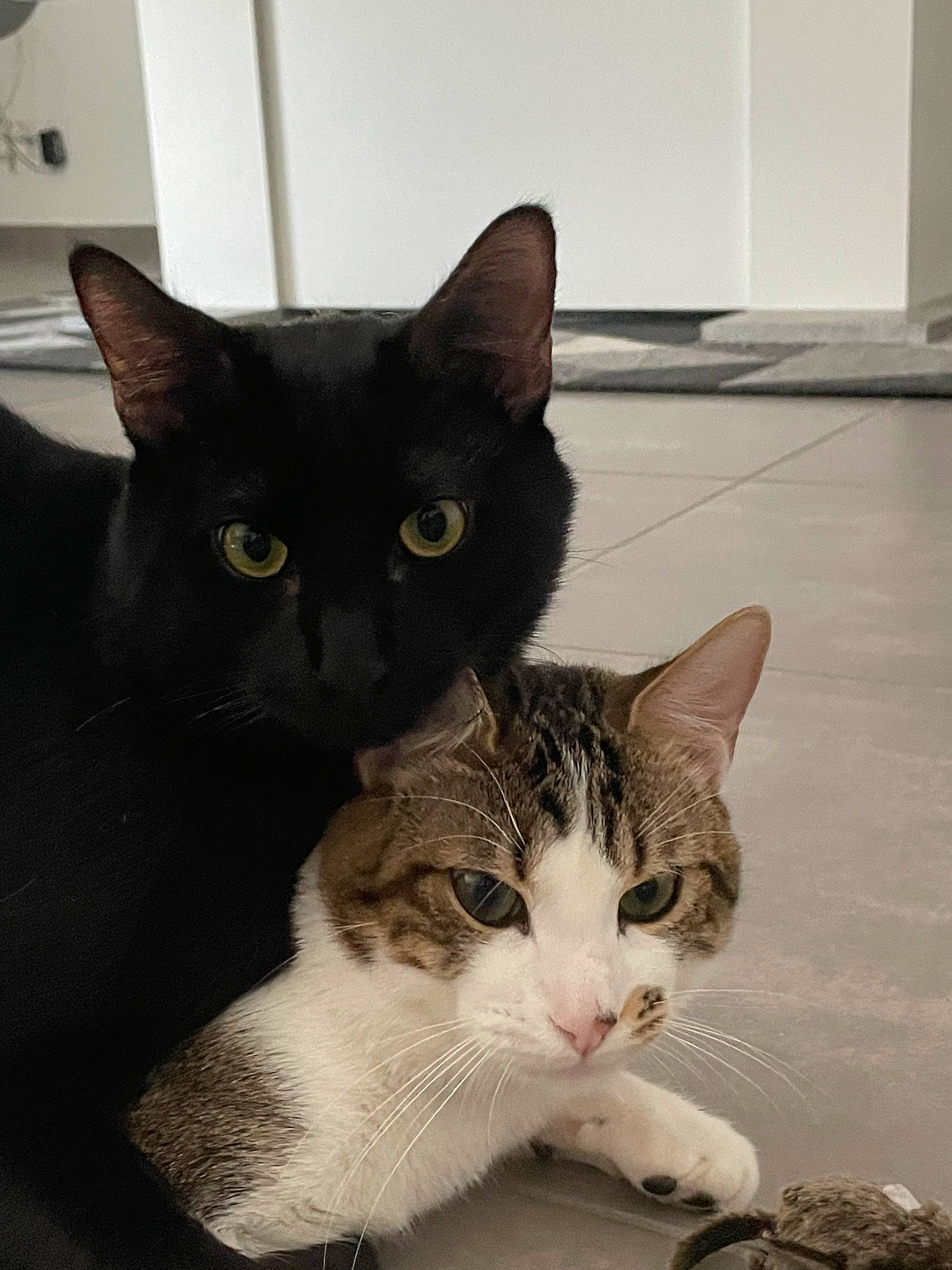 Milo participe au concours pour gagner de l'argent avec cette photo : box, carnivore, cat, comfort, domestic_short_haired_cat, felidae, flooring, fur, paw, sitting, small_to_medium_sized_cats, snout, tail, tile_flooring, whiskers, window