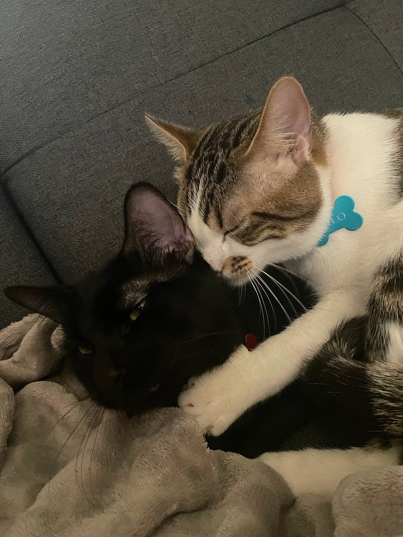 Milo participe au concours pour gagner de l'argent avec cette photo : carnivore, cat, claw, comfort, domestic_short_haired_cat, ear, eye, felidae, fur, gesture, grey, iris, jaw, leg, nose, paw, small_to_medium_sized_cats, snout, tail, whiskers