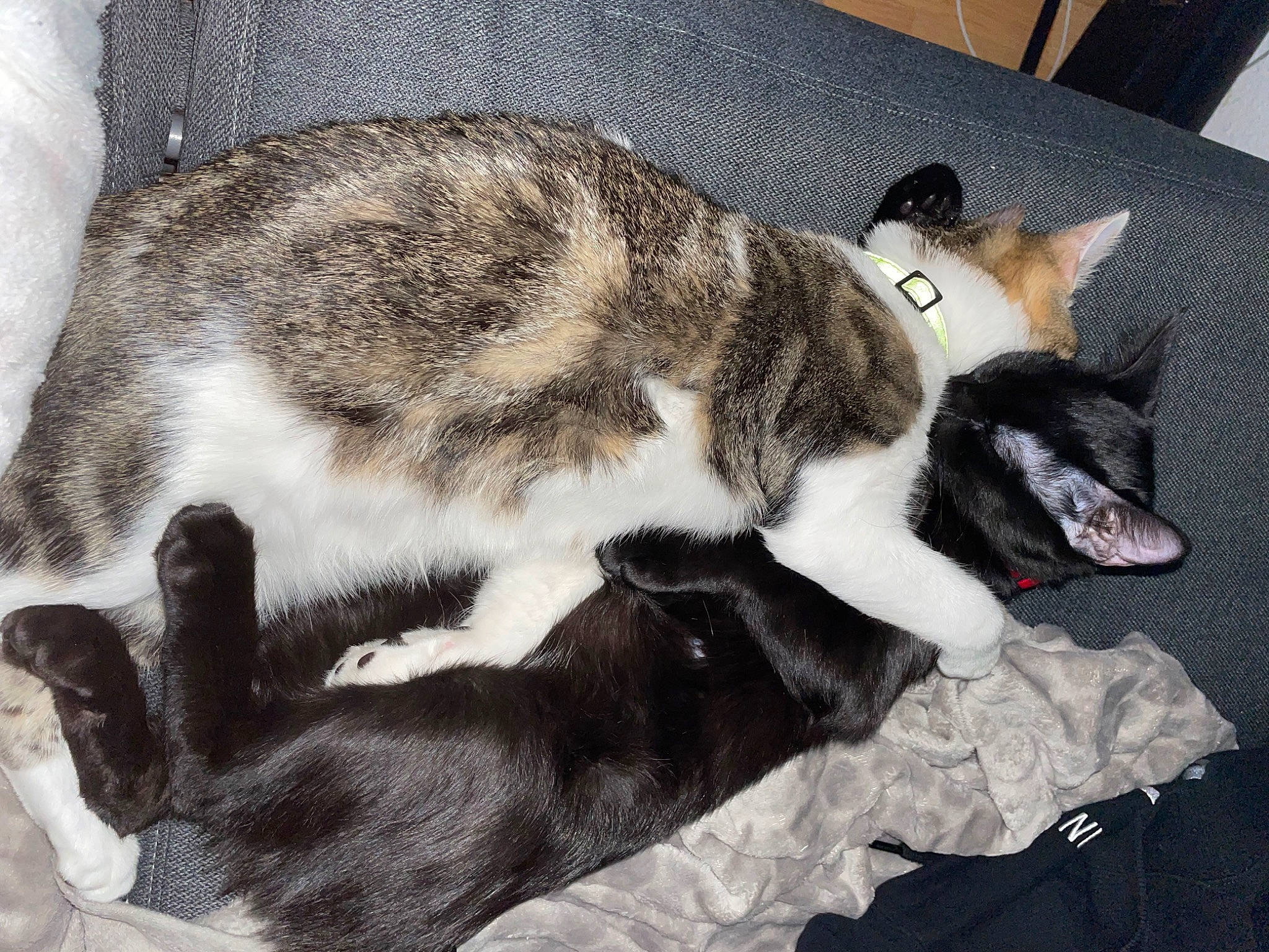 Nafi a rejoint le concours — aidez-le/la à gagner de superbes lots ! carnivore, cat, comfort, dog_breed, domestic_short_haired_cat, felidae, fur, nap, paw, sleep, small_to_medium_sized_cats, snout, tail, terrestrial_animal, whiskers