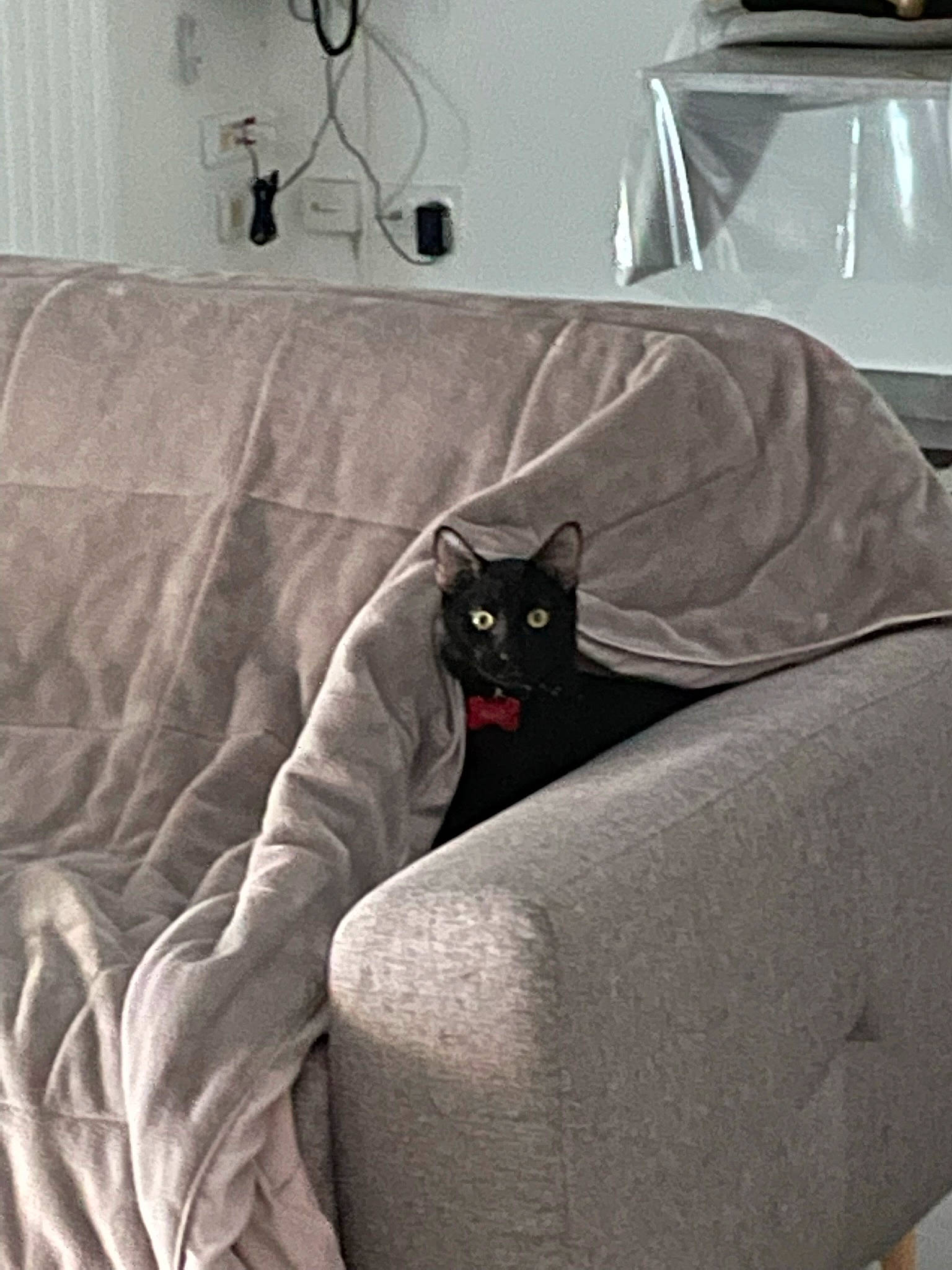 Nafi participe au concours pour gagner de l'argent avec cette photo : bedding, black_cat, carnivore, cat, comfort, couch, domestic_short_haired_cat, felidae, fur, grey, lamp, linens, living_room, room, sitting, slipcover, small_to_medium_sized_cats, studio_couch, tail, whiskers