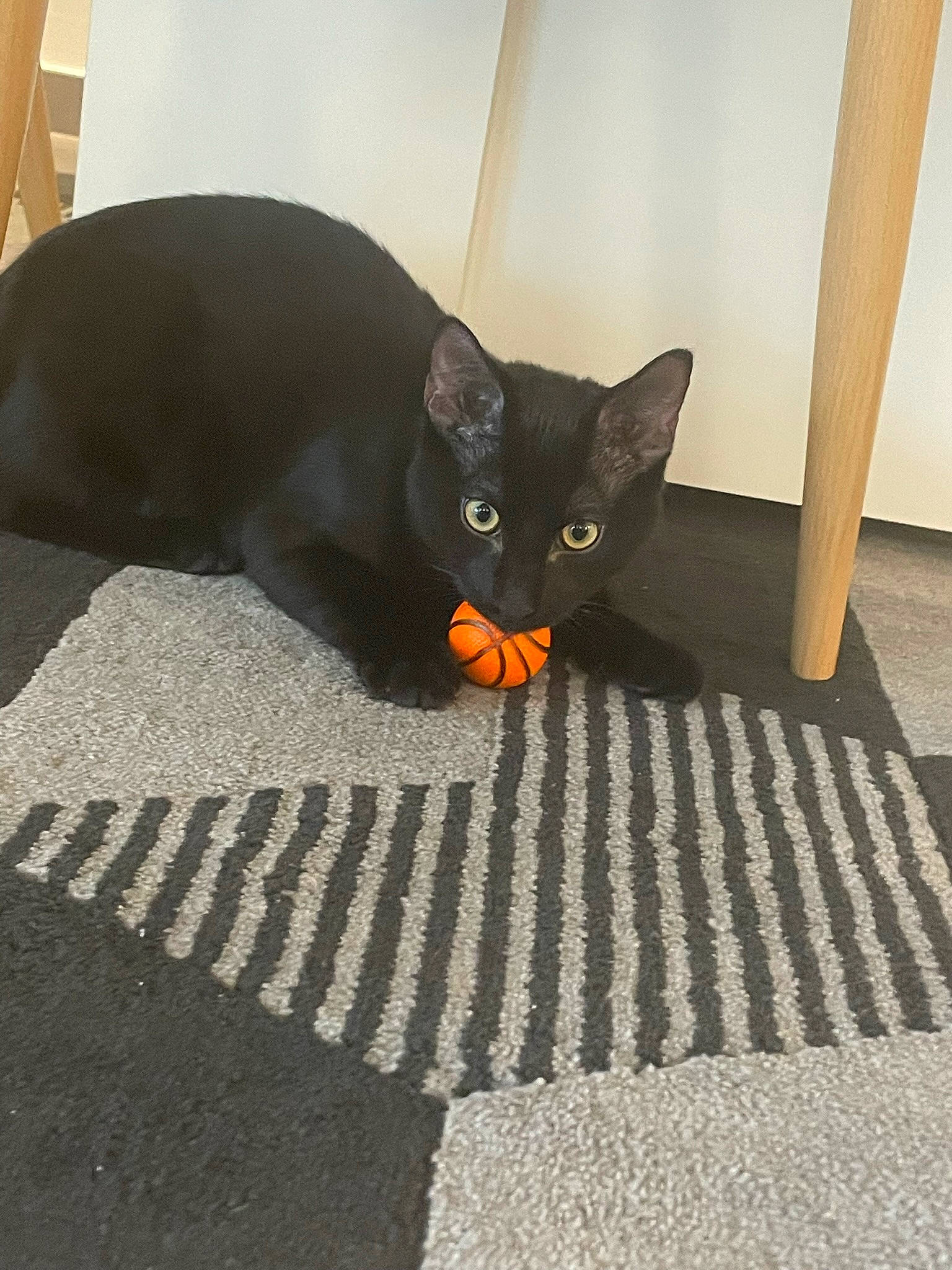 Nafi a rejoint le concours — aidez-le/la à gagner de superbes lots ! black_cat, bombay, carnivore, cat, claw, comfort, domestic_short_haired_cat, felidae, floor, flooring, fur, grey, pattern, paw, room, small_to_medium_sized_cats, snout, tail, whiskers, wood