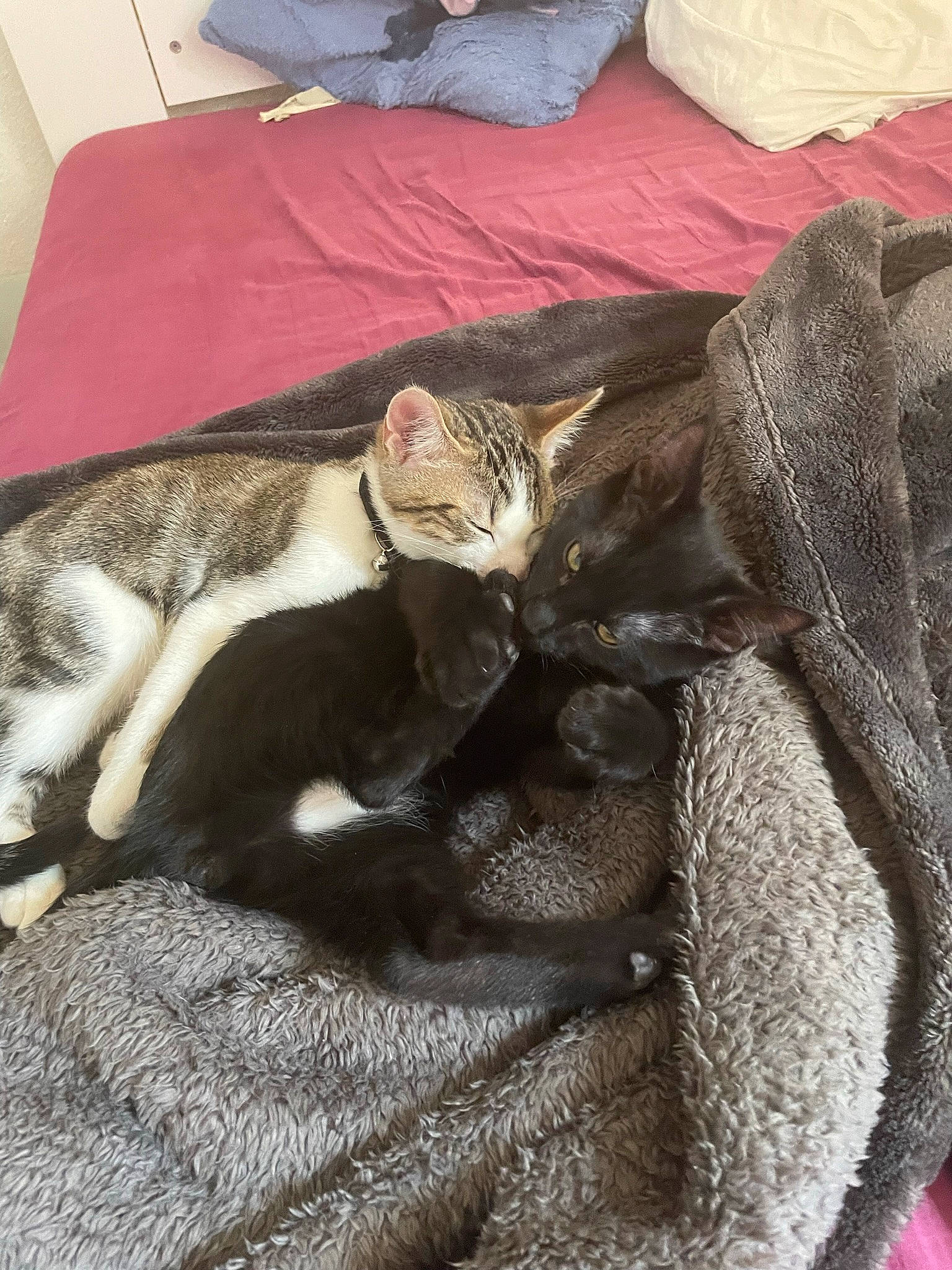 Nafi participe au concours pour gagner de l'argent avec cette photo : bombay, brown, carnivore, cat, claw, comfort, domestic_short_haired_cat, fawn, felidae, flooring, fur, grey, linens, paw, small_to_medium_sized_cats, tail, textile, whiskers