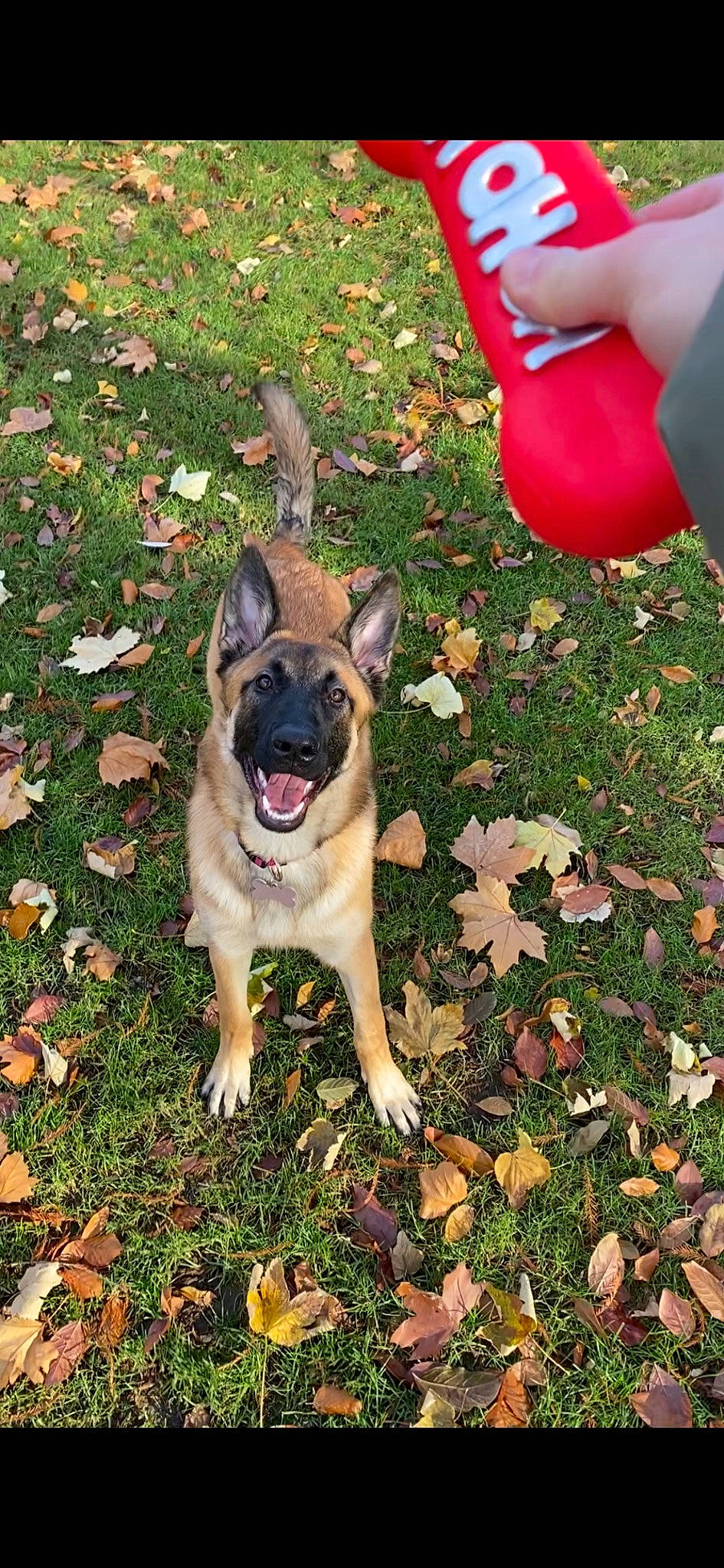 Bulma participe au concours pour gagner de l'argent avec cette photo : annual_plant, balloon, canidae, carmine, carnivore, companion_dog, dog, dog_breed, fawn, garden, grass, groundcover, non_sporting_group, plant, soil, sporting_group, tail, toy_dog, working_animal, working_dog