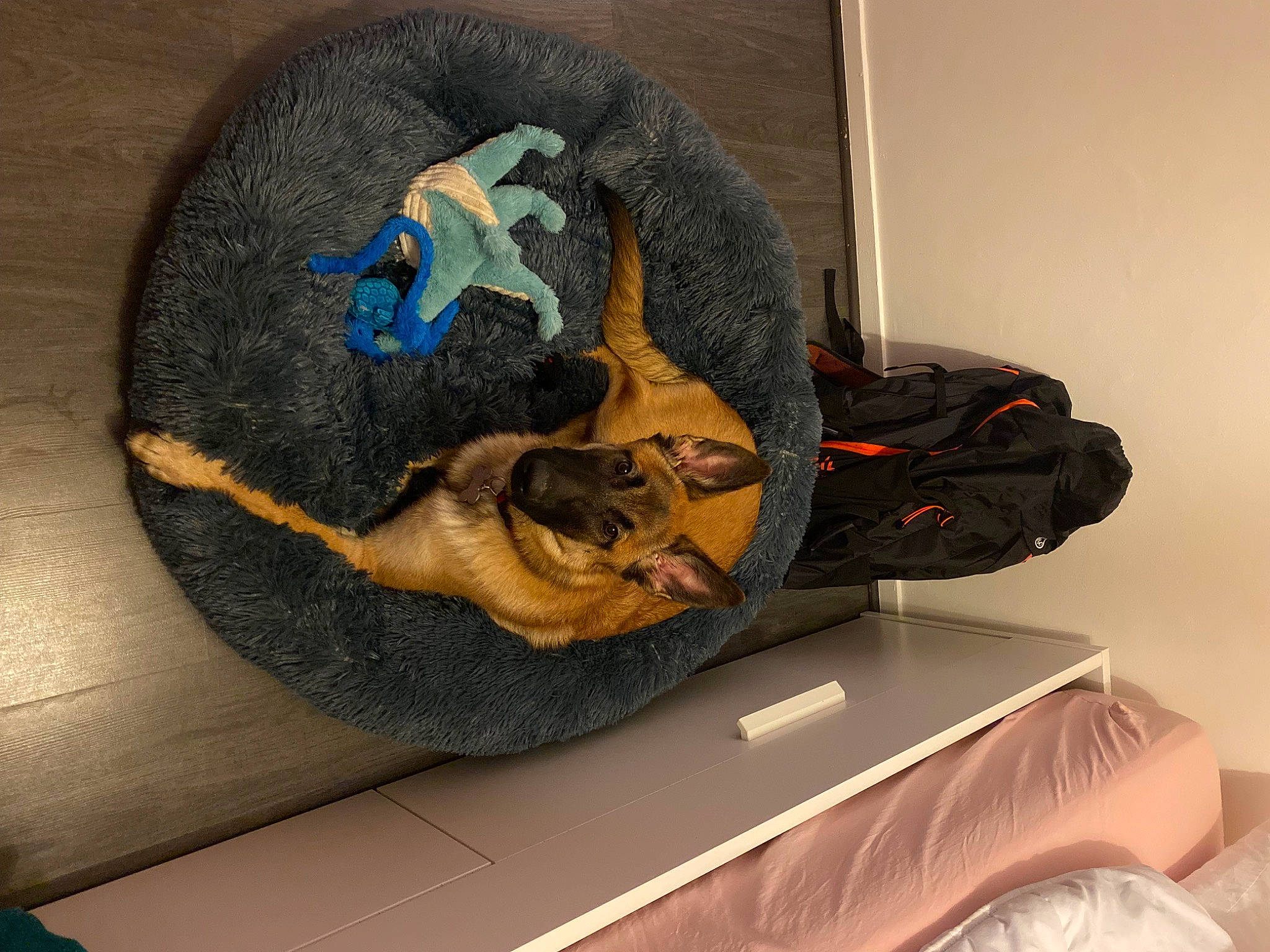 Bulma participe au concours pour gagner de l'argent avec cette photo : art, backpack, bag, bat, cap, carnivore, comfort, electric_blue, fashion_accessory, fawn, felidae, hat, headgear, helmet, luggage_and_bags, outdoor_shoe, personal_protective_equipment, small_to_medium_sized_cats, textile, wood