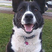 Murphy is registered to the contest to win money with this photo: animal, black_and_white, canine, collar, cute, dog, ears_up, fence, friendly, grass, happy, muzzle, nature, outdoor, park, pet, smiling, tag, tongue_out, tree