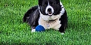 Murphy is registered to the contest to win money with this photo: animal, black_and_white, blue_ball, canine, collar, cute, dog, front_paws, grass, happy, lawn, nature, outdoor, pet, playful, relaxed, resting, summer, sunlight, tongue_out