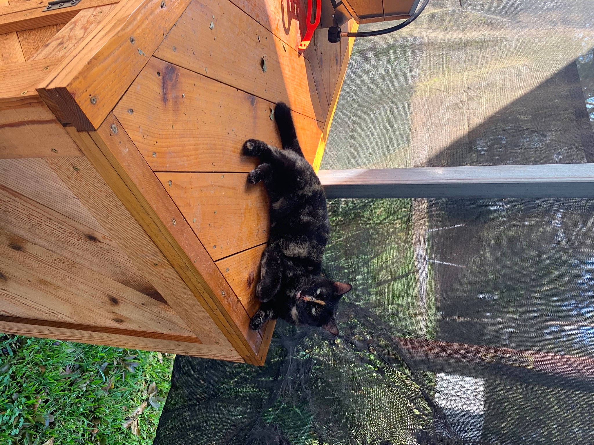 Cindy joined the competition — help win amazing prizes! plant, roof, tree, wood