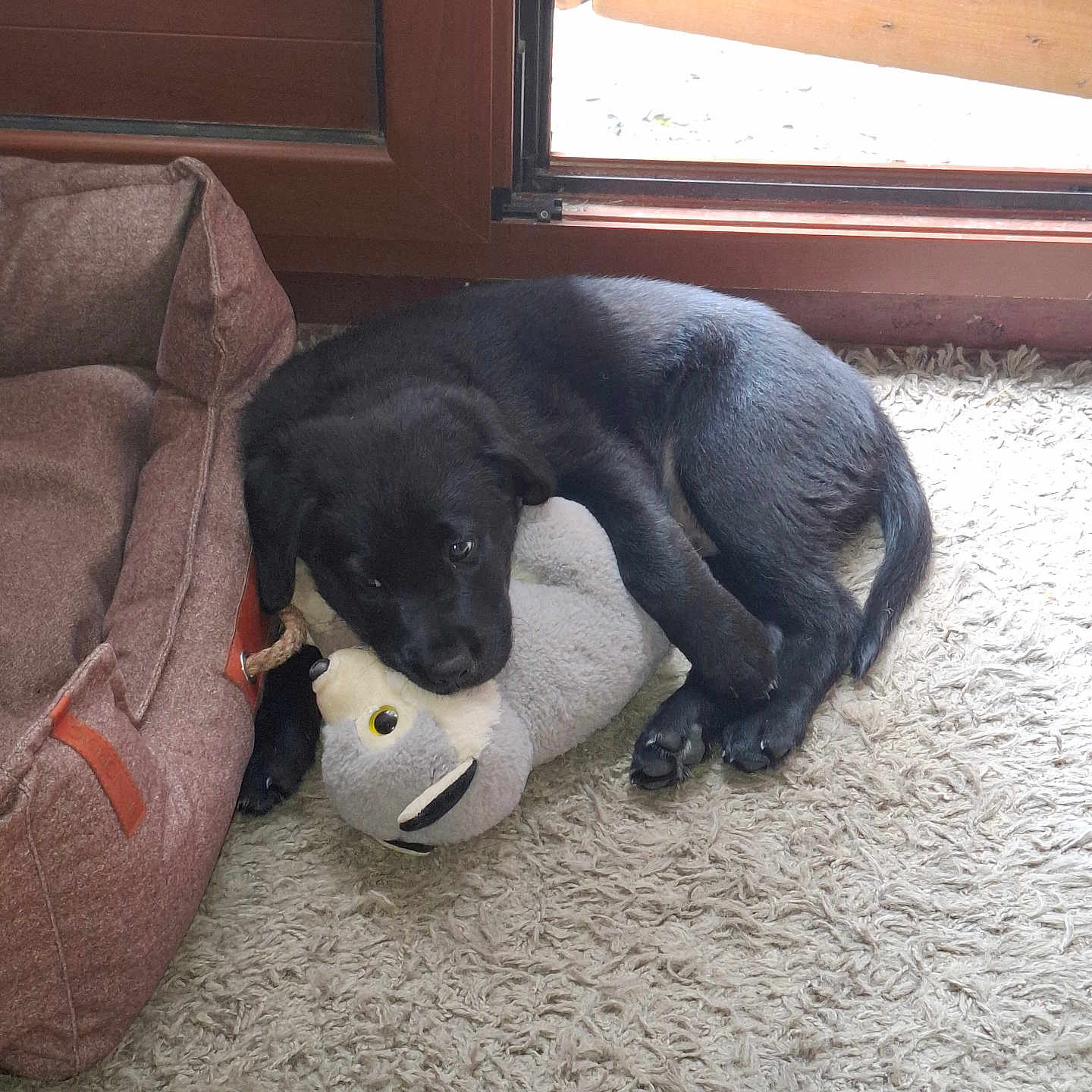 Paco participe au concours pour gagner de l'argent avec cette photo : animal, canine, cat, couch, cushion, dog, furniture, hardwood, homedecor, hound, indoors, labradorretriever, linen, person, pet, plush, puppy, sleeping, toy, wood