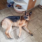 Sapphire joined the competition — help win amazing prizes! alert, animal, cabinet, clutter, corner, curious, dog, domestic, floor, fur, german_shepherd, home, indoor, kitchen, lying_down, pet, relaxed, tile_floor, white_cabinet, wooden_cabinet