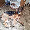 alert, animal, cabinet, clutter, corner, curious, dog, domestic, floor, fur, german_shepherd, home, indoor, kitchen, lying_down, pet, relaxed, tile_floor, white_cabinet, wooden_cabinet