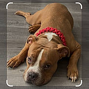 Dos is registered to the contest to win money with this photo: animal, brown_dog, canine, close_up, companion, cute, dog, domestic_animal, ears, flooring, friend, indoor, lying_down, mammal, paws, pet, red_collar, relaxed, resting, wooden_floor
