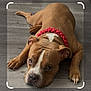 animal, brown_dog, canine, close_up, companion, cute, dog, domestic_animal, ears, flooring, friend, indoor, lying_down, mammal, paws, pet, red_collar, relaxed, resting, wooden_floor