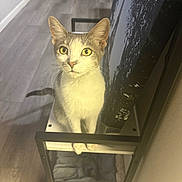 Bonita Murdle Garcia is registered to the contest to win money with this photo: cat, indoor, yellow_eyes, furniture, wooden_floor, pet, curious, sitting, whiskers, ears, tail, shelf, household, cozy, closeup, looking, animal, domestic, feline, gray_and_white