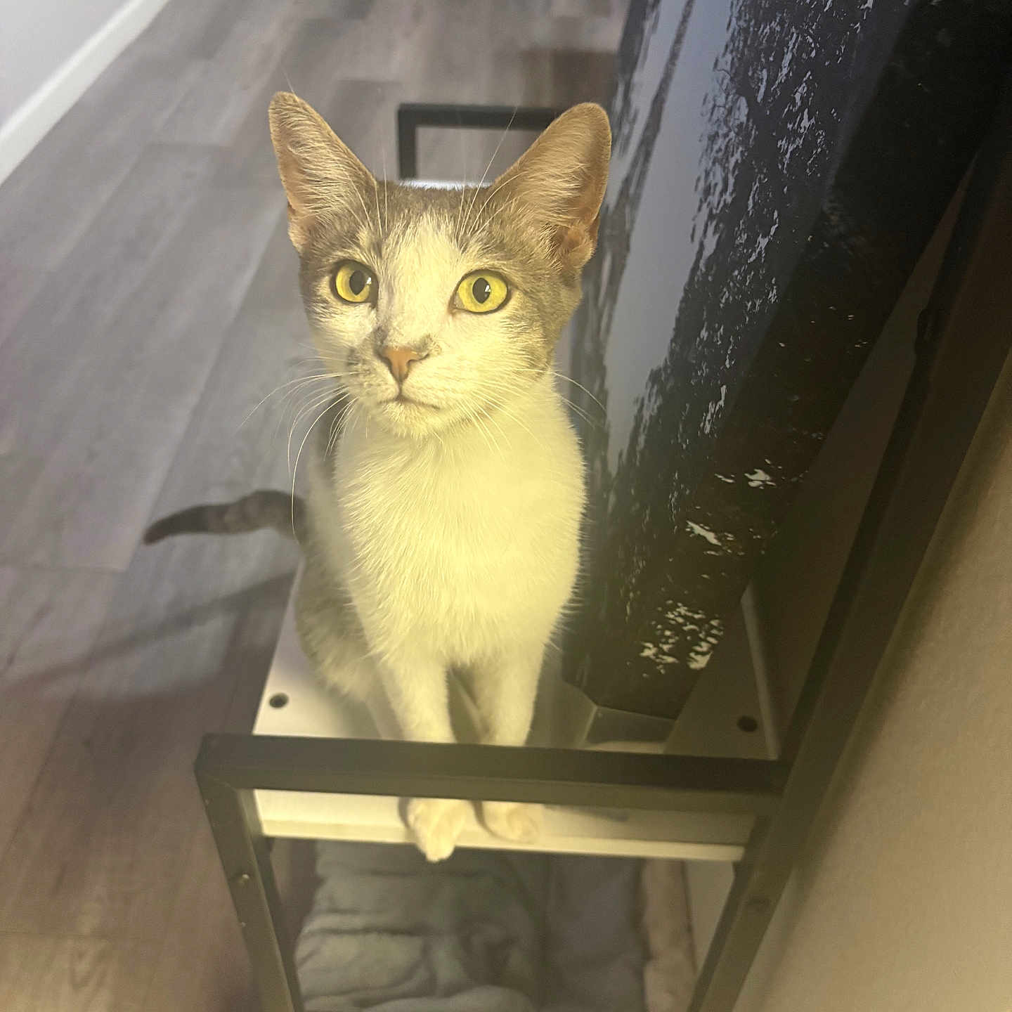 Bonita Murdle Garcia is registered to the contest to win money with this photo: animal, cat, closeup, cozy, curious, domestic, ears, feline, furniture, gray_and_white, household, indoor, looking, pet, shelf, sitting, tail, whiskers, wooden_floor, yellow_eyes