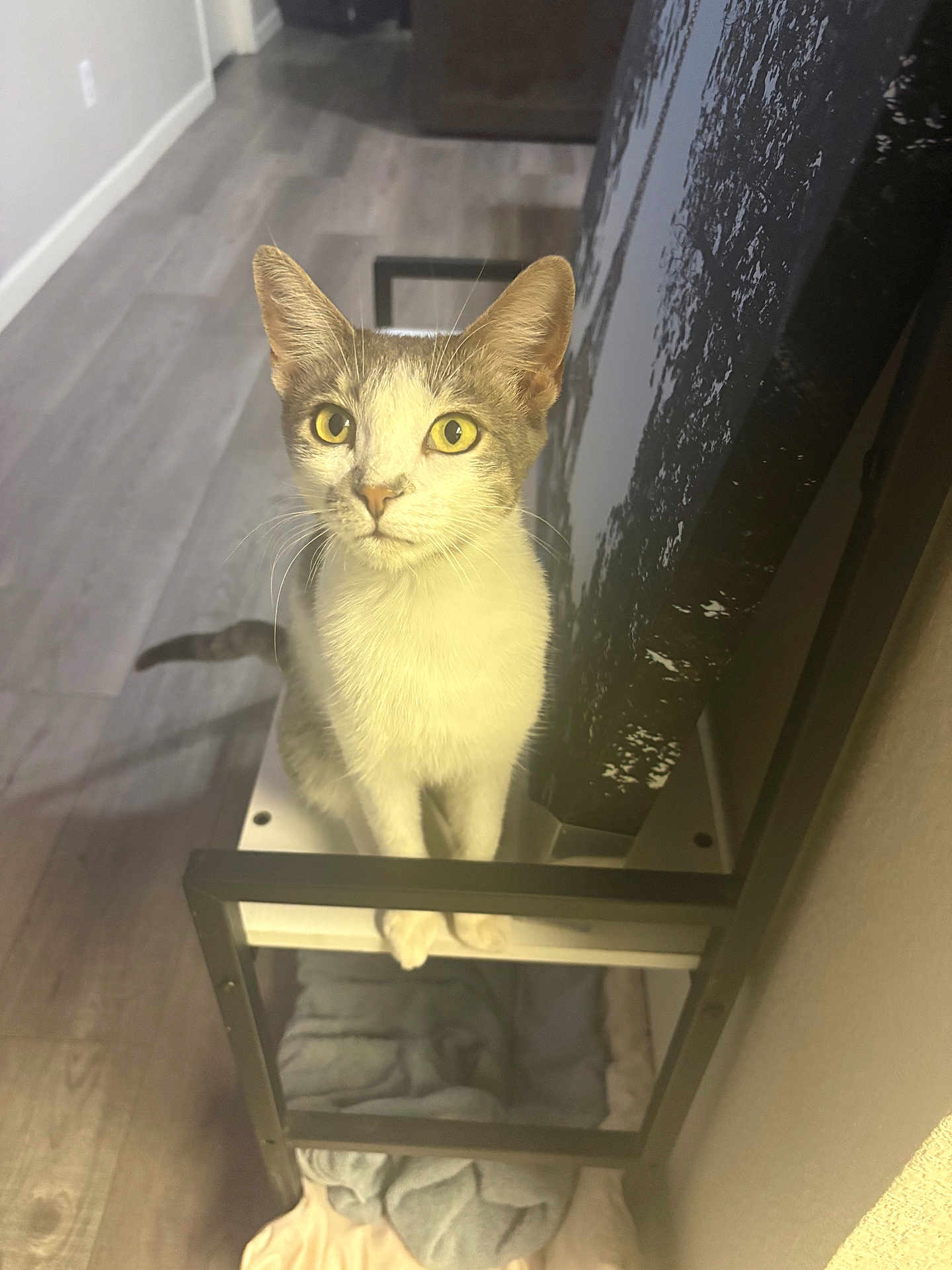 Bonita Murdle Garcia is registered to the contest to win money with this photo: cat, indoor, yellow_eyes, furniture, wooden_floor, pet, curious, sitting, whiskers, ears, tail, shelf, household, cozy, closeup, looking, animal, domestic, feline, gray_and_white