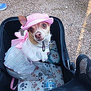 Prudence is registered to the contest to win money with this photo: dog, small_dog, hat, pink_hat, dress, white_dress, stroller, blanket, paw_print, water_bottle, gravel, outdoor, pet, leash, cute, animal, clothing, accessory, looking_up, people_feet
