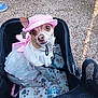 dog, small_dog, hat, pink_hat, dress, white_dress, stroller, blanket, paw_print, water_bottle, gravel, outdoor, pet, leash, cute, animal, clothing, accessory, looking_up, people_feet