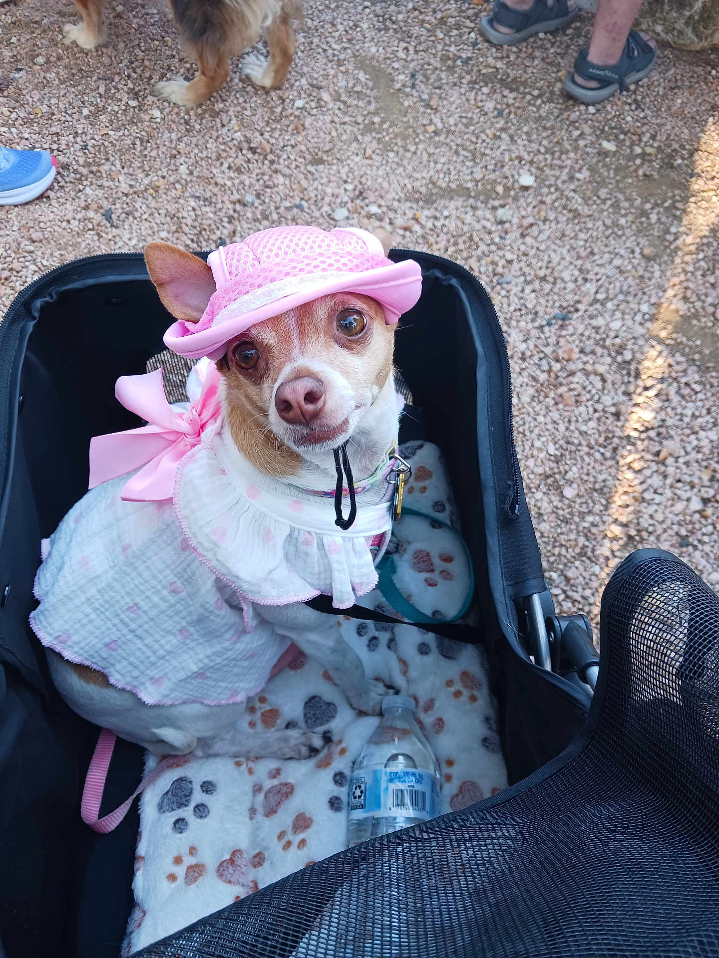 Prudence is registered to the contest to win money with this photo: dog, small_dog, hat, pink_hat, dress, white_dress, stroller, blanket, paw_print, water_bottle, gravel, outdoor, pet, leash, cute, animal, clothing, accessory, looking_up, people_feet