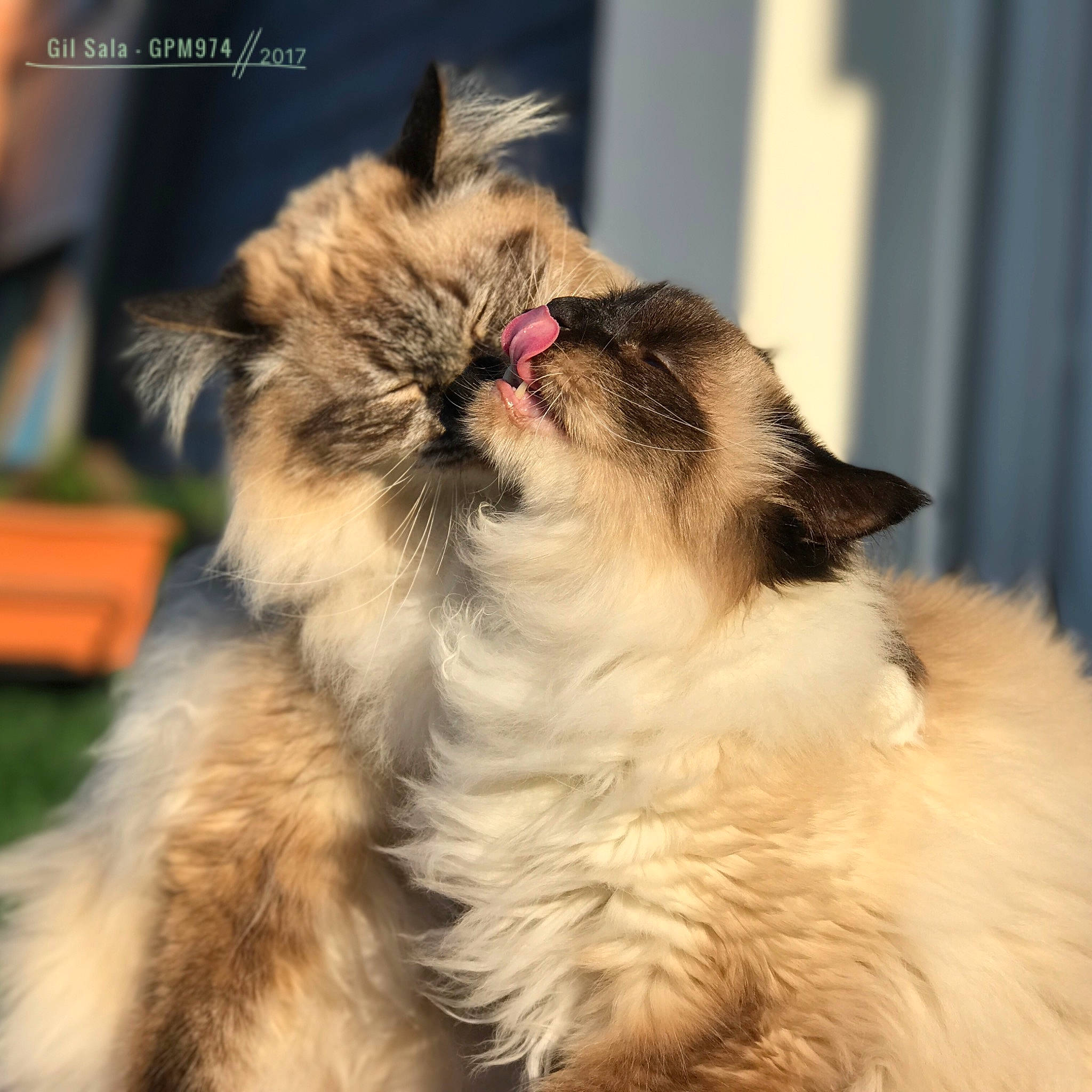 Hélium Et Hollywood a rejoint le concours — aidez-le/la à gagner de superbes lots ! birman, canidae, carnivore, cat, domestic_long_haired_cat, fawn, felidae, fur, himalayan, kitten, mammal, persian, ragdoll, small_to_medium_sized_cats, whiskers