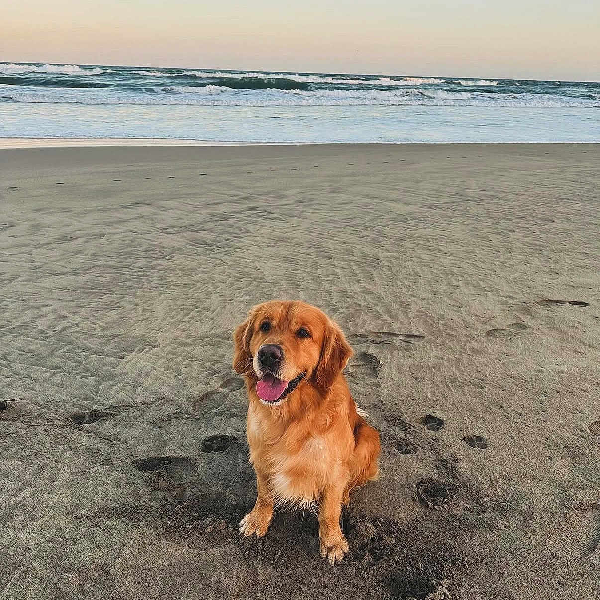 Rio participe au concours pour gagner de l'argent avec cette photo : animal, beach, canine, coast, dog, goldenretriever, horizon, nature, outdoors, person, pet, puppy, sand, scenery, sea, shoreline, sky, summer, walkingdog, water