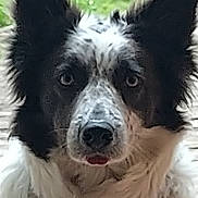 Skadi participe au concours pour gagner de l'argent avec cette photo : dog, black_and_white, close_up, ears, face, animal, pet, fur, outdoor, grass, looking_at_camera, nostrils, tongue, muzzle, canine, portrait, expression, wet_fur, head, eyes