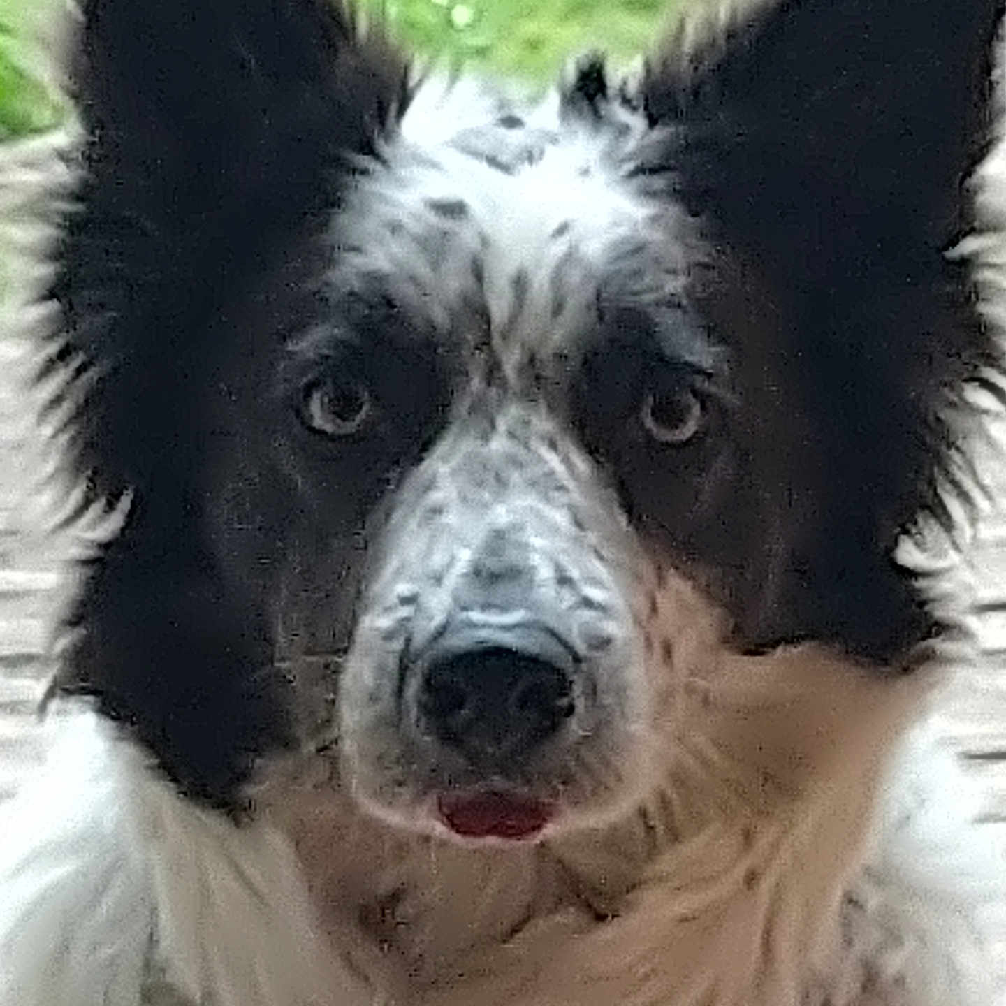 Skadi participe au concours pour gagner de l'argent avec cette photo : dog, black_and_white, close_up, ears, face, animal, pet, fur, outdoor, grass, looking_at_camera, nostrils, tongue, muzzle, canine, portrait, expression, wet_fur, head, eyes
