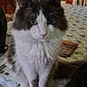 Pepper joined the competition — help win amazing prizes! cat, gray_and_white, fluffy, sitting, tablecloth, green_eyes, indoor, kitchen, wooden_cabinet, chair, pet, fur, whiskers, animal, domestic, closeup, curious, calm, feline, home