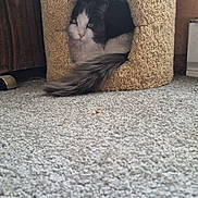 Pepper is registered to the contest to win money with this photo: cat, cat_house, pet, feline, indoor, carpet, tail, curious, resting, cozy, wood, animal, fur, cute, home, domestic, eyes, fluffy, comfort, quiet