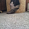 cat, cat_house, pet, feline, indoor, carpet, tail, curious, resting, cozy, wood, animal, fur, cute, home, domestic, eyes, fluffy, comfort, quiet